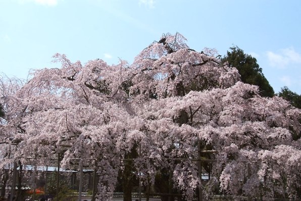 09桜撮影 富士フイルム Finepix S5 Pro ボディ のクチコミ掲示板 価格 Com