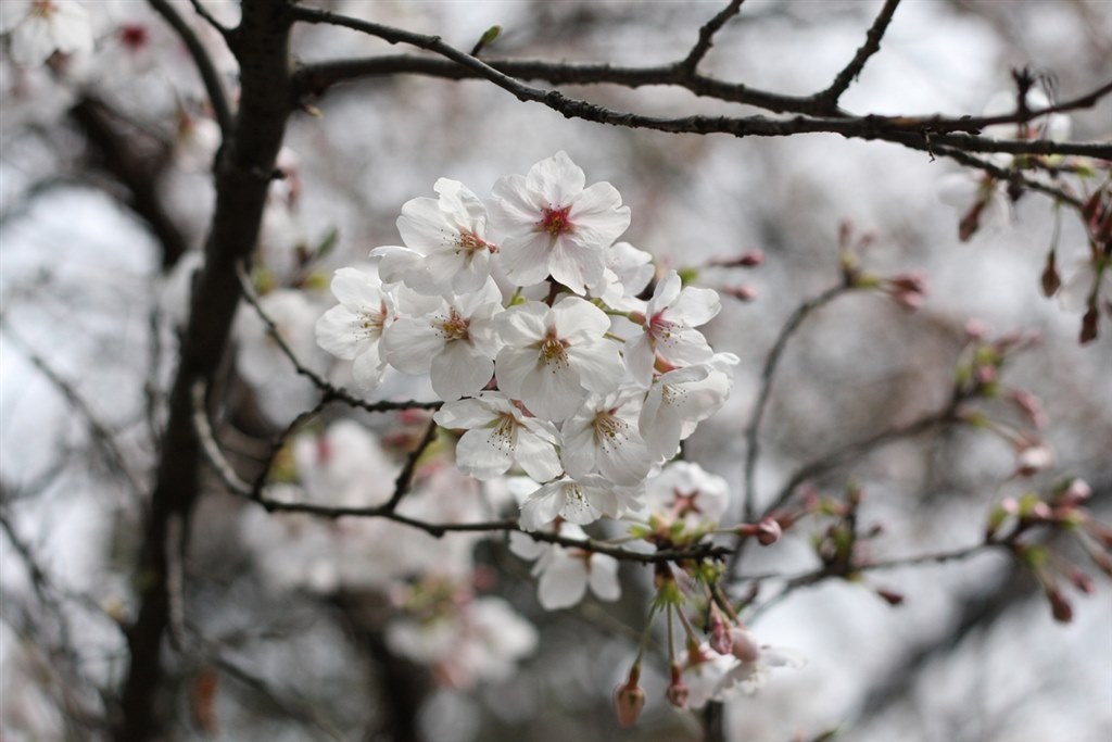 室内撮影は難しい・・・』 CANON EOS 40D ボディ のクチコミ掲示板