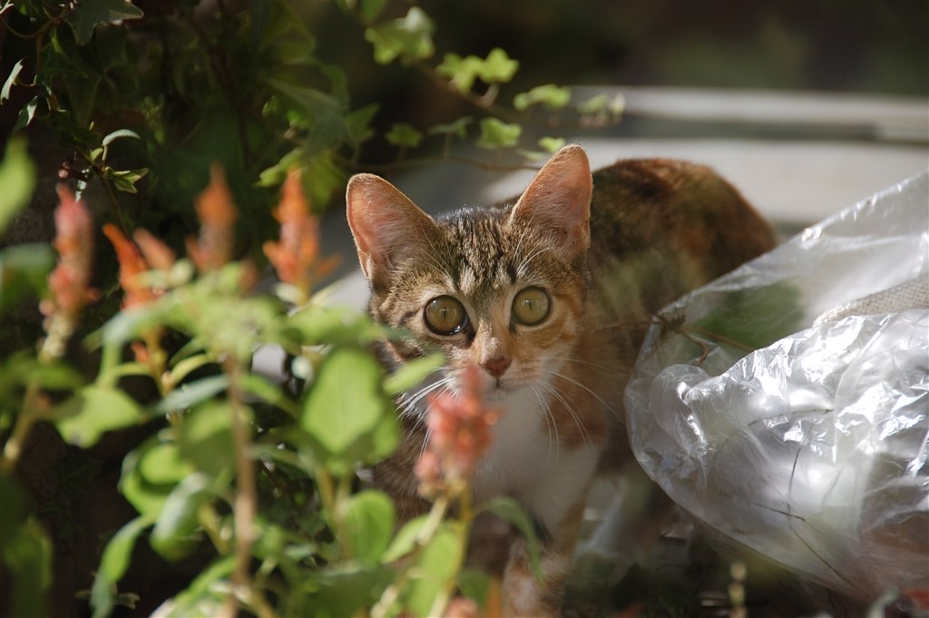 猫の引越し クチコミ掲示板 価格 Com