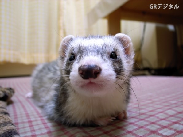フェレット フェレット投稿画像 動画 価格 Com