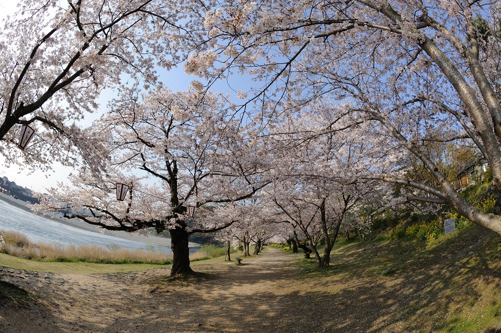 フィッシュアイで桜撮影』 ニコン AI AF Fisheye-Nikkor 16mm f フィッシュアイで桜撮影』 ニコン AI AF Fisheye-Nikkor 16mm f