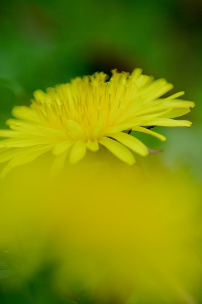 We Love 単焦点 単焦点de春 春 春 クチコミ掲示板 価格 Com