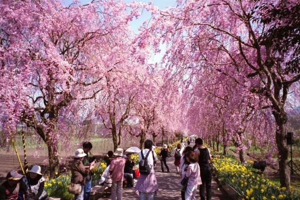 1395ピンクレディーネガフィルム36コマ 1395ピンクレディーネガフィルム36コマ - メルカリ