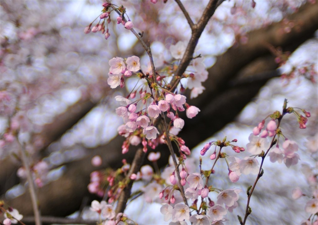 Ai Nikkor 35mm F1.4S 入手ニュース』 ニコン AI Nikkor 35mm f/1.4S