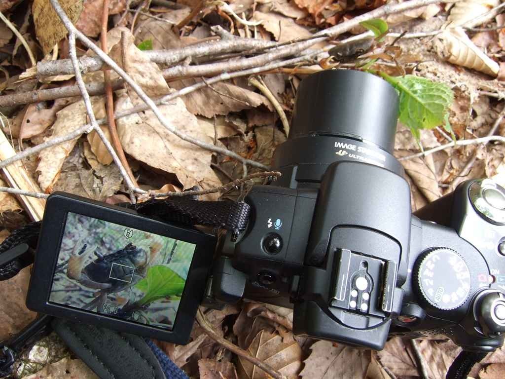 虫マクロ。』 パナソニック LUMIX DMC-G1 ボディ のクチコミ掲示板