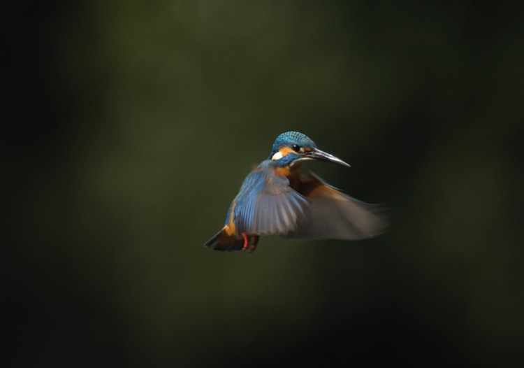 カワセミ飛翔撮影時のAF』 ニコン D300 ボディ のクチコミ掲示板