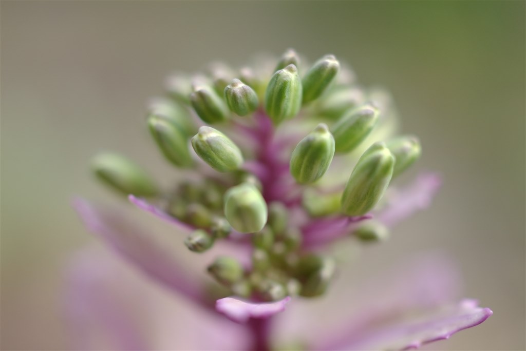 作例その2です』 ペンタックス smc PENTAX-DA 35mm F2.8 Macro