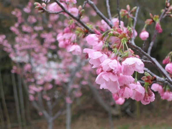 CANON PowerShot A200投稿画像・動画 - 価格.com