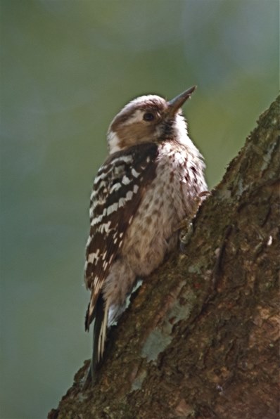 シグマ SIGMA 500mm F4.5 APO EX DG HSM ニコン Amazon.co.jp: SIGMA 単焦点望遠レンズ APO 500mm F4.5 EX DG HSM