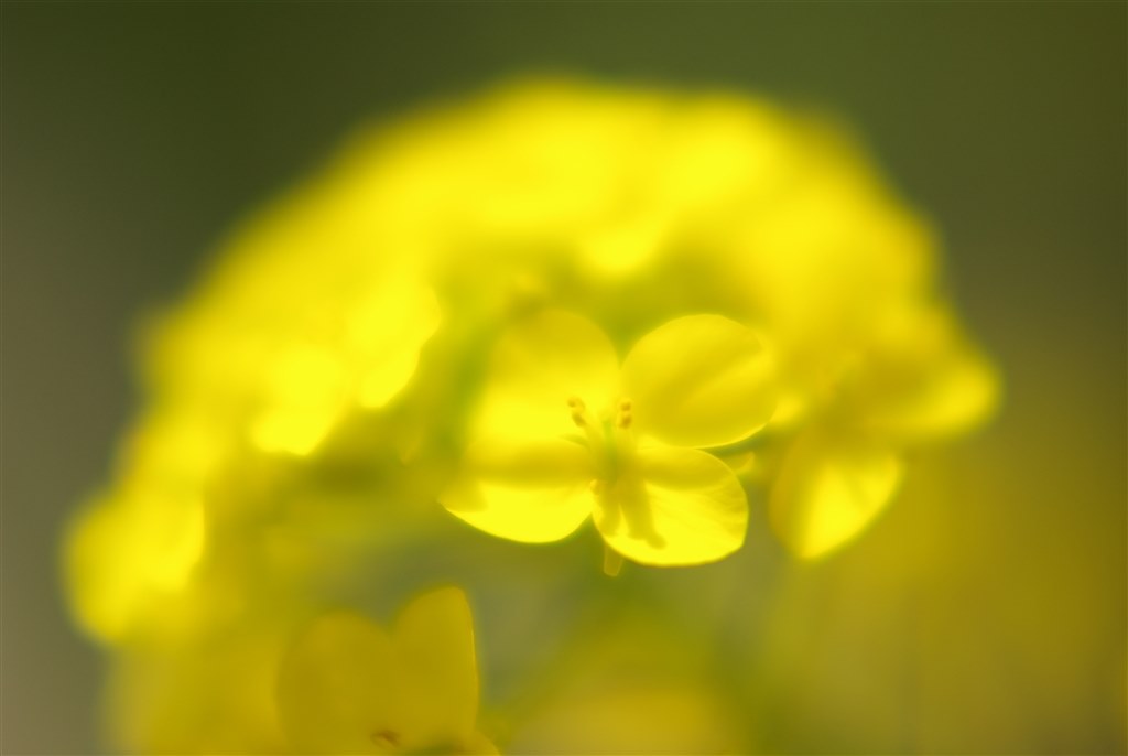 FA50F1.4で。。『夢の世界』♪』 ペンタックス FA50mmF1.4 のクチコミ 