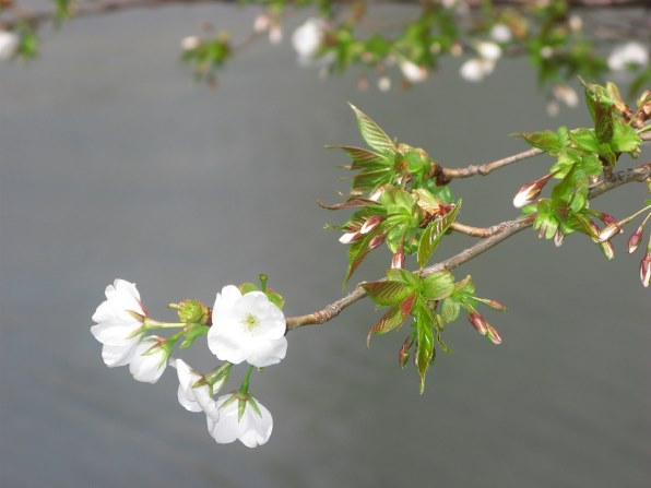 桜花落花さま専用 粗悪