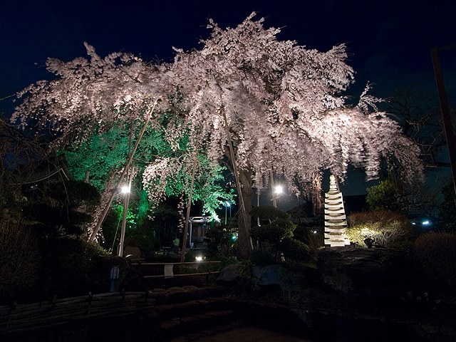 夜景とペットの撮影方法 コレクション オリンパス