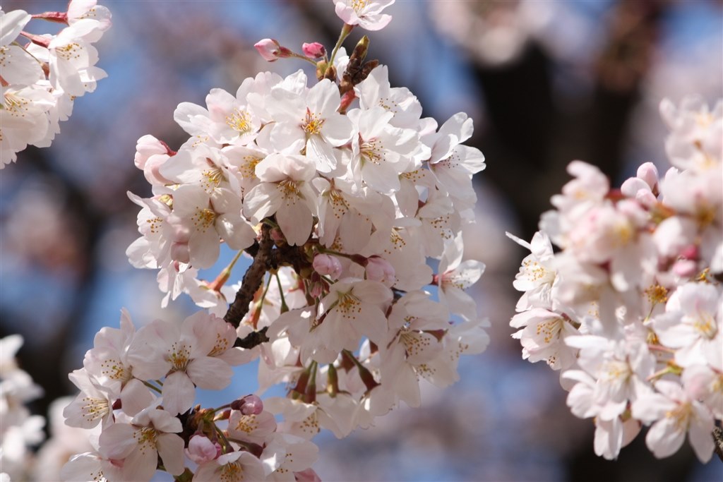 ストロボについて』 CANON EOS Kiss X2 ダブルズームキット のクチコミ