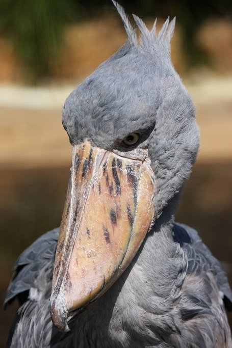 動物園の撮影で三脚は必要ですか？』 CANON EOS Kiss X2 ダブルズーム