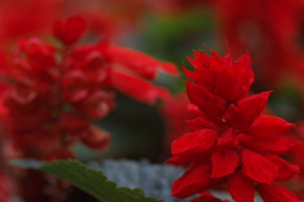 お手軽価格で贈りやすい 花酔ひ・ラヴィアンローズ・白蝶花・女の庭 4