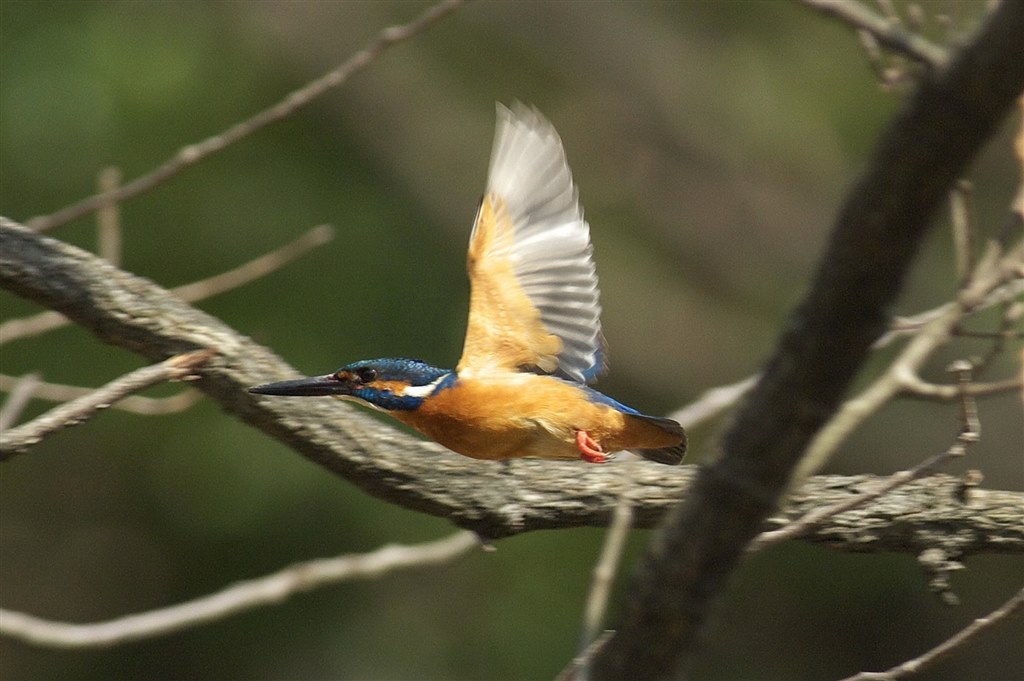 美品✨ニコン D300❤️タフなボディでアウトドア撮影も安心♪ 美品✨ニコン D300❤️タフなボディでアウトドア撮影も安心♪ Amazon