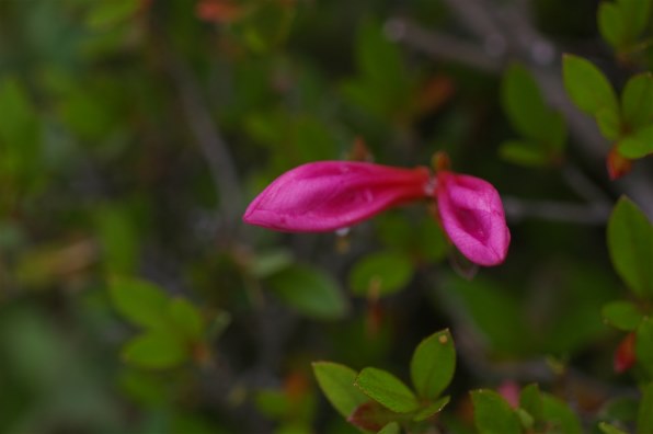 We Love 単焦点 ～単焦点de梅雨空の下で～』 クチコミ掲示板 - 価格.com