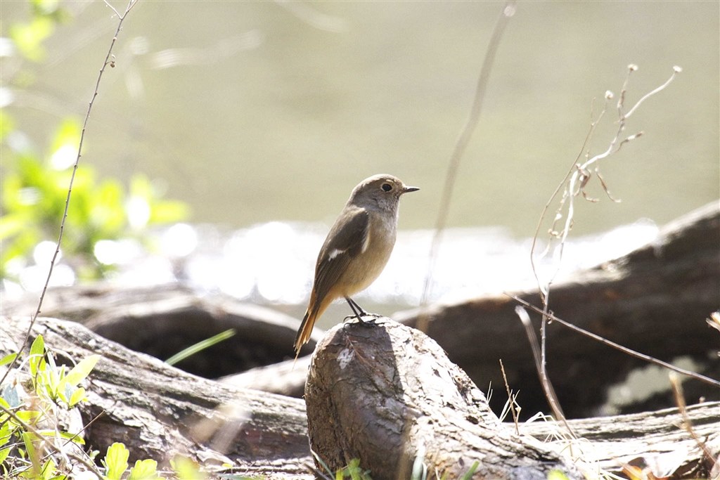 44DOか328か』 CANON EF400mm F4 DO IS USM のクチコミ掲示板 - 価格.com