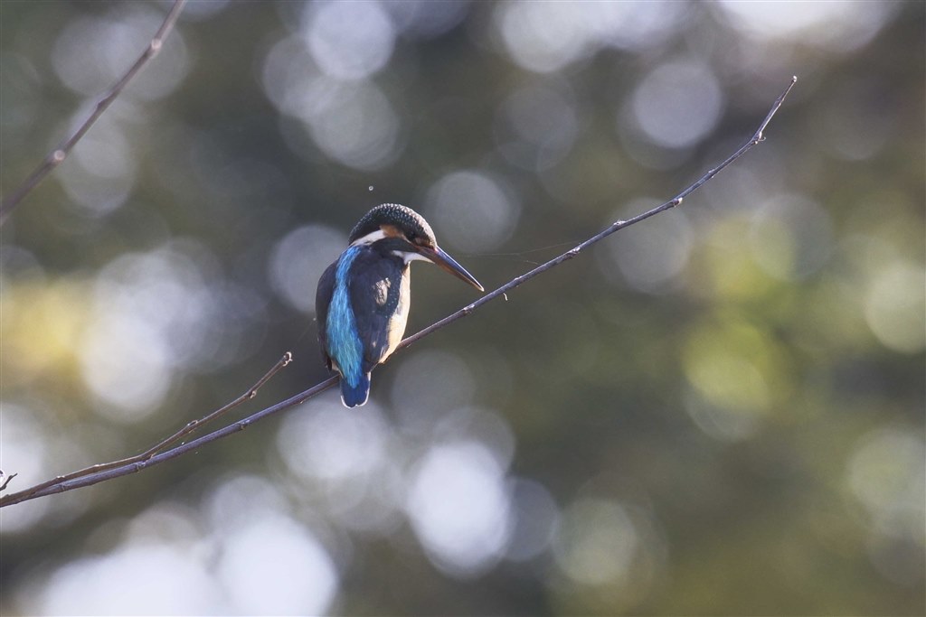 野鳥撮影に！Canon EF600mm F4 L USM 野鳥撮影に！Canon EF600mm F4 L