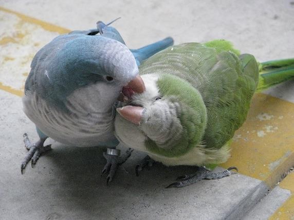 鳴き声すごいの インコ オキナインコ のクチコミ掲示板 価格 Com