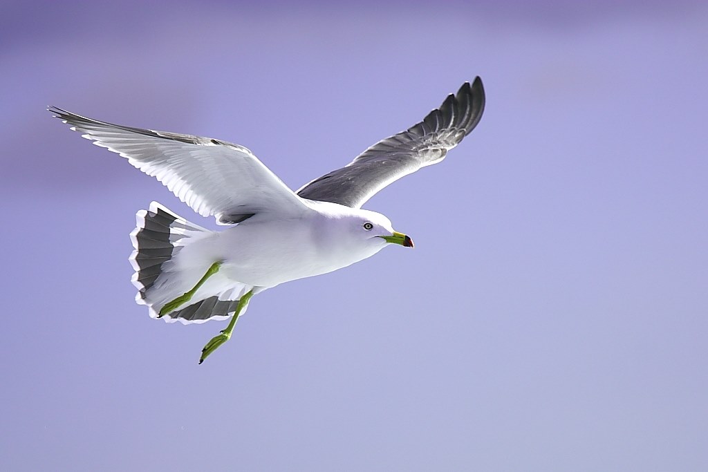 カラスの撮影方法 Canon Eos 50d Ef S18 0 Is レンズキット のクチコミ掲示板 価格 Com