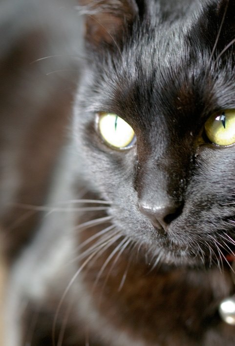 黒猫の黒目について クチコミ掲示板 価格 Com