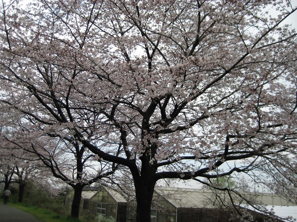 IXY640 画面少しヒビ有り IXY640 画面少しヒビ有り