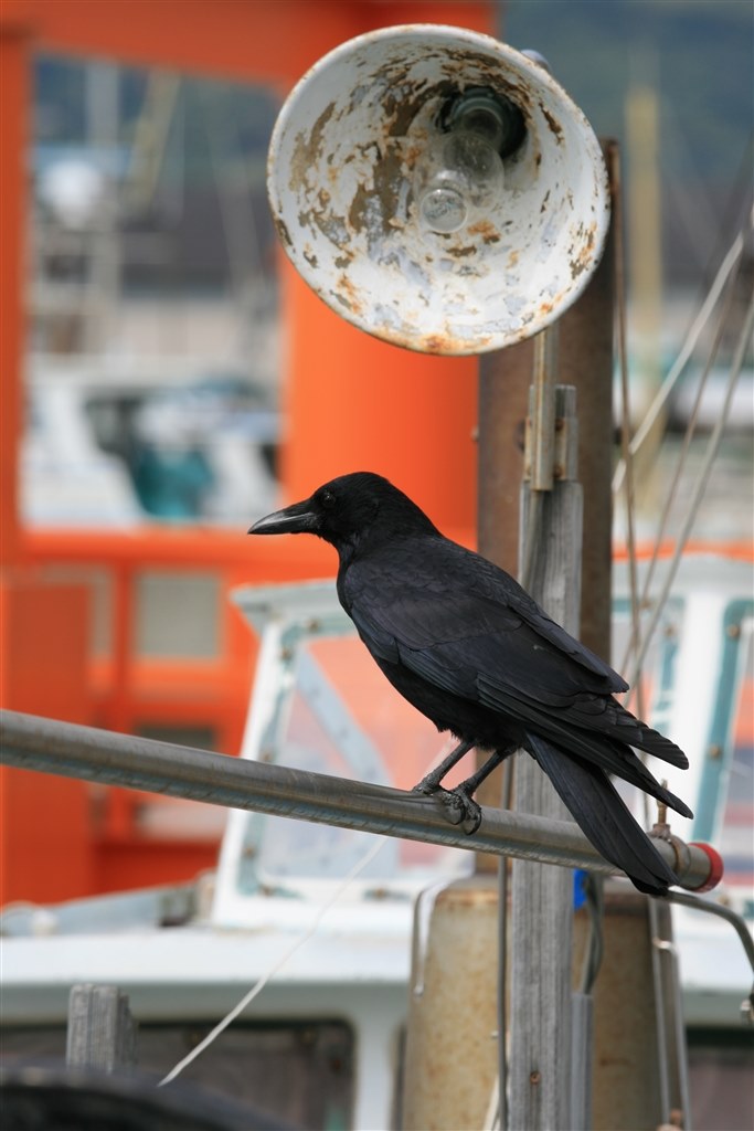 カラスの撮影方法 Canon Eos 50d Ef S18 0 Is レンズキット のクチコミ掲示板 価格 Com