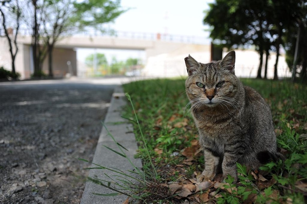 いいレンズだと思うのですが』 ニコン Ai AF Nikkor 28mm f/2.8D の