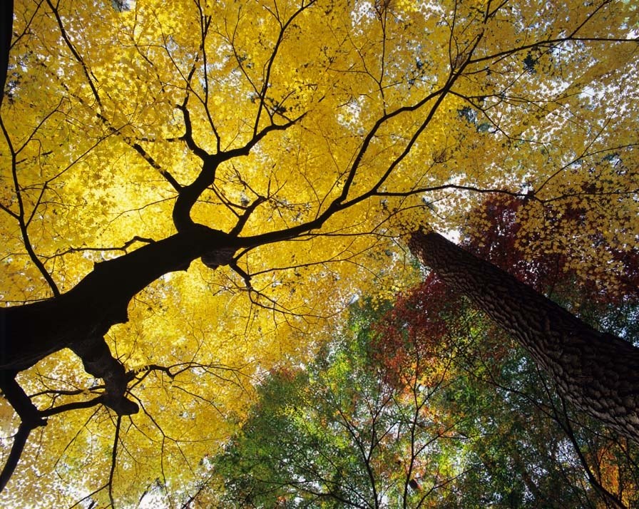 レンズ選びについて』 ペンタックス PENTAX 67 II ボディ のクチコミ掲示板 - 価格.com