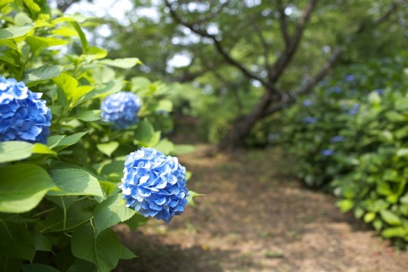 やっぱり いいです ゞｐａｒｔ２ Canon Ef135mm F2l Usm のクチコミ掲示板 価格 Com
