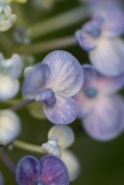 やっぱり いいです ゞｐａｒｔ２ Canon Ef135mm F2l Usm のクチコミ掲示板 価格 Com