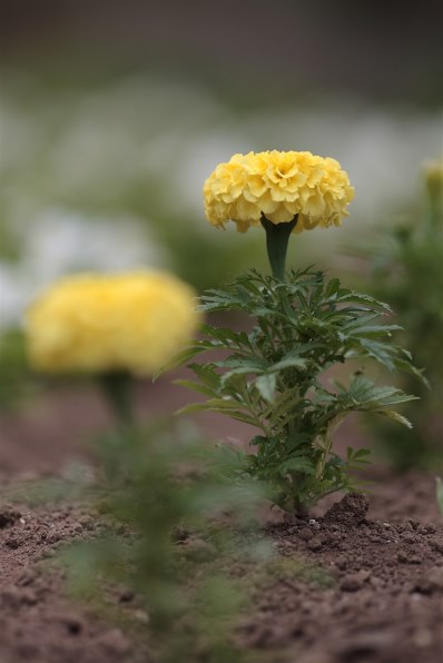 やっぱり いいです ゞｐａｒｔ２ Canon Ef135mm F2l Usm のクチコミ掲示板 価格 Com