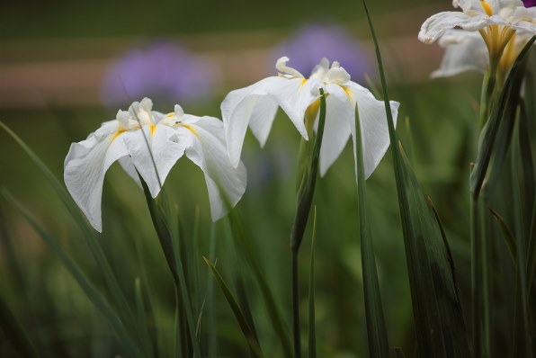 やっぱり いいです ゞｐａｒｔ２ Canon Ef135mm F2l Usm のクチコミ掲示板 価格 Com