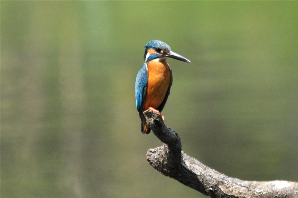 ⭐️新品級⭐️Nikon D90標準＋望遠ダブルレンズ 運動会に最適❤️ 即撮影可能✨ ニコン Nikon D90 標準＆超望遠ダブルズームセット SDカード