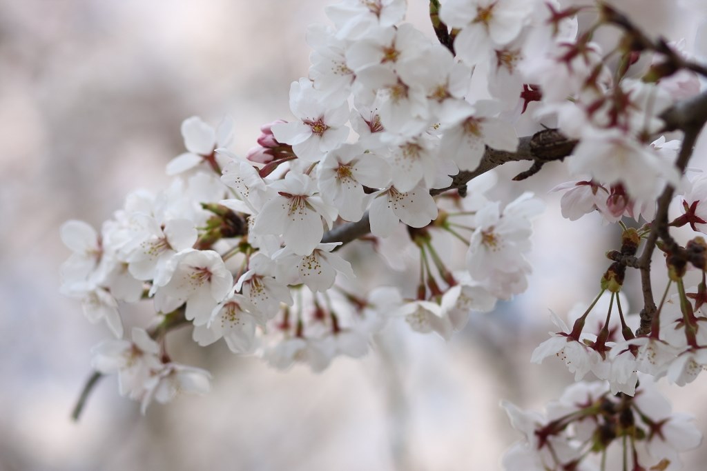 桜の撮影と、ピクチャースタイル『エメラルド』を試してみました