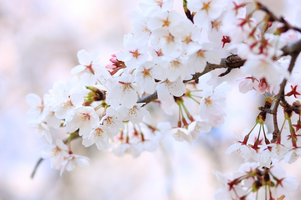 桜の撮影と、ピクチャースタイル『エメラルド』を試してみました