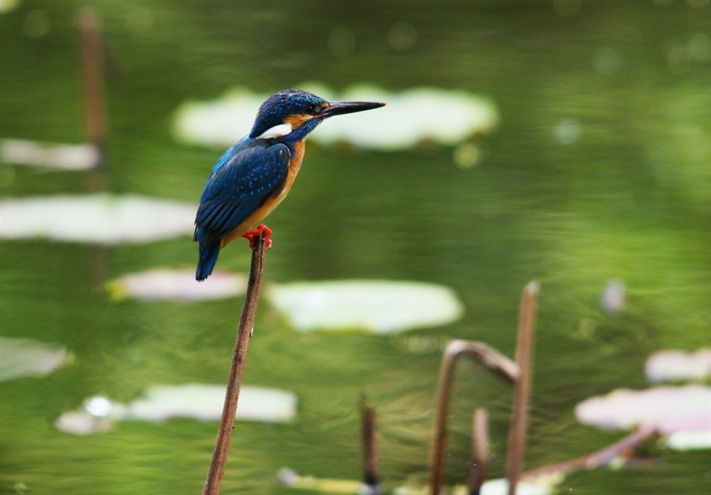カワセミ作例など・・・』 シグマ APO 150-500mm F5-6.3 DG HSM