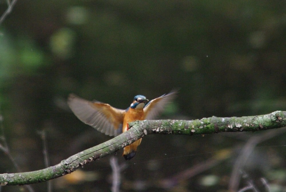 カワセミ作例など・・・』 シグマ APO 150-500mm F5-6.3 DG HSM