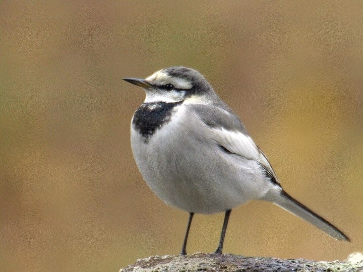 E-510のSI＆AF手持ちでカワセミ撮影中！』 シグマ APO 135-400mm