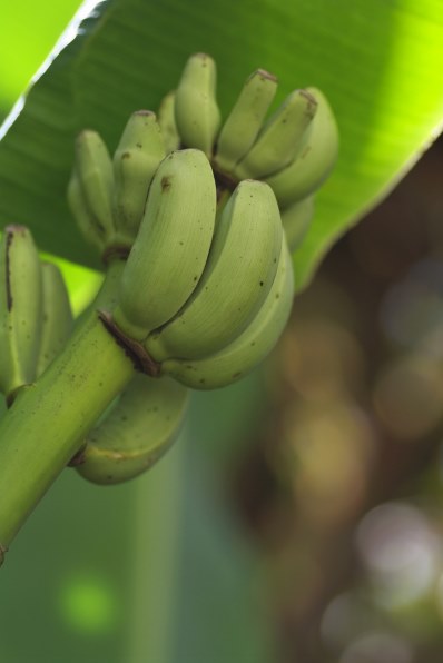 We Love 単焦点 単焦点de私の夏 クチコミ掲示板 価格 Com