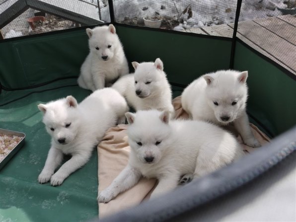 中型犬 北海道犬のクチコミ 価格 Com