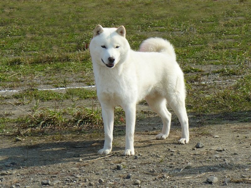 どちらかというとマイナーな存在な北海道犬について 中型犬 北海道犬 のクチコミ掲示板 価格 Com