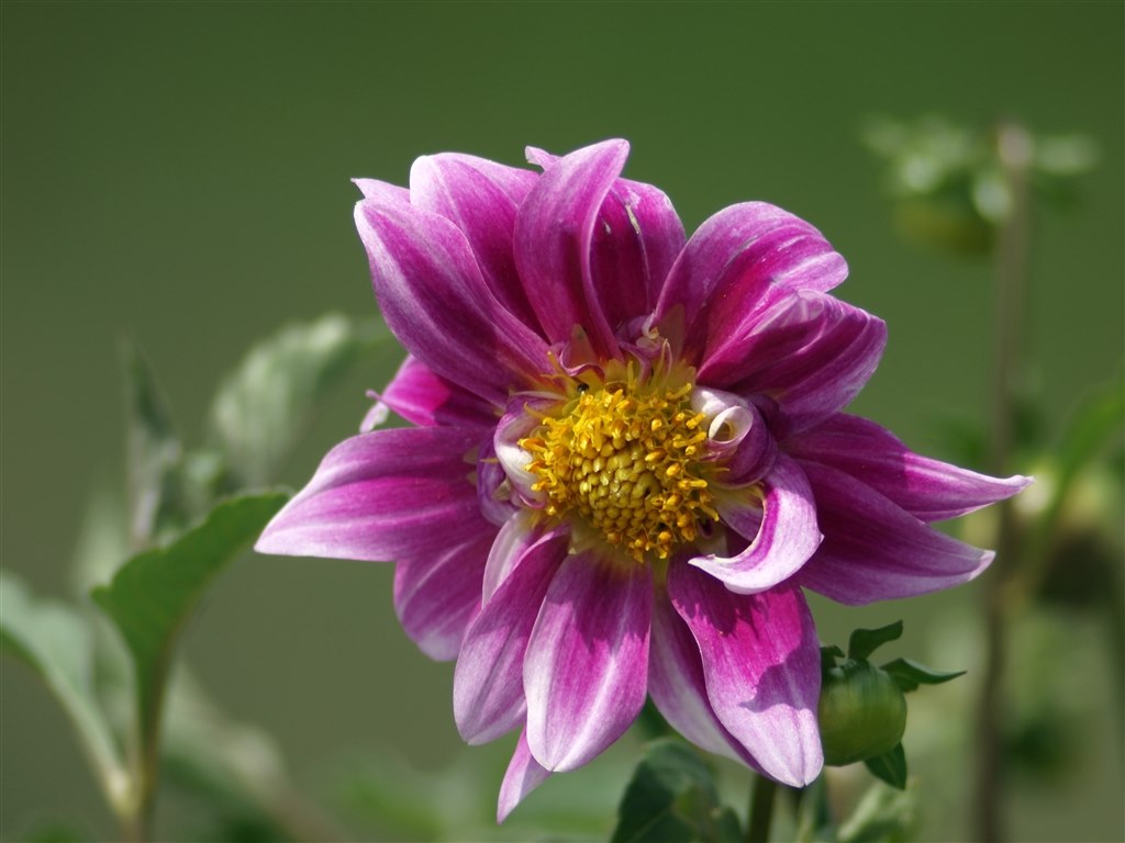 最近ヤフオクによく出てますが…』 TAMRON SP 300mm F/2.8 LD [IF] 360B