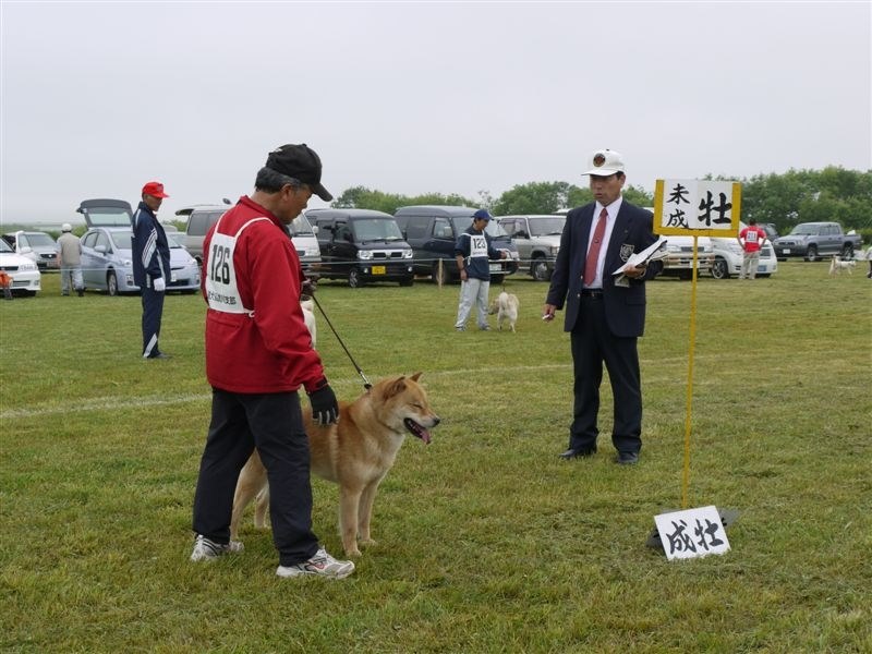 どちらかというとマイナーな存在な北海道犬について 中型犬 北海道犬 のクチコミ掲示板 価格 Com