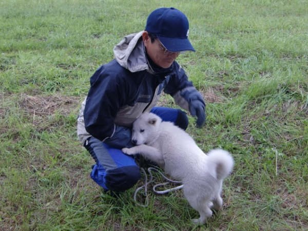 どちらかというとマイナーな存在な北海道犬について 中型犬 北海道犬 のクチコミ掲示板 価格 Com