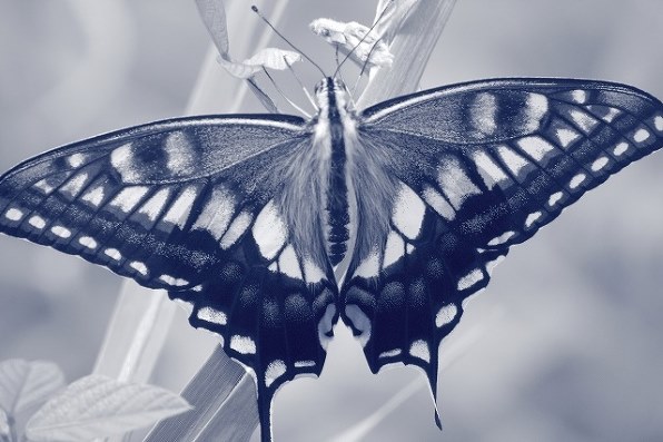 【TC】ケンコー 20～60倍ズーム式 バードランドミニ 63★Kenko Bird Land Mini 63 アルミ三脚・キャリングケース付き Yahoo!オークション -「kenko ケンコー」(単眼鏡) (カメラ、光学機器