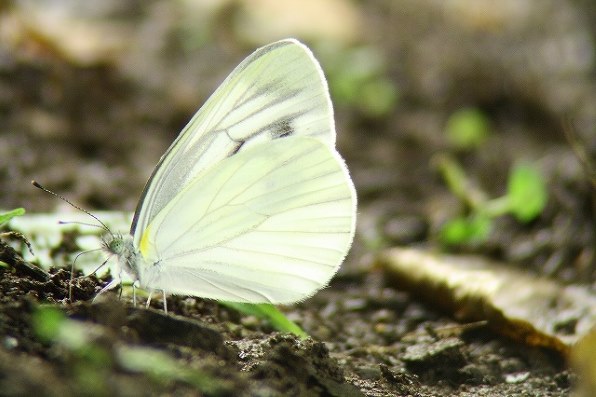 【TC】ケンコー 20～60倍ズーム式 バードランドミニ 63★Kenko Bird Land Mini 63 アルミ三脚・キャリングケース付き Yahoo!オークション -「kenko ケンコー」(単眼鏡) (カメラ、光学機器