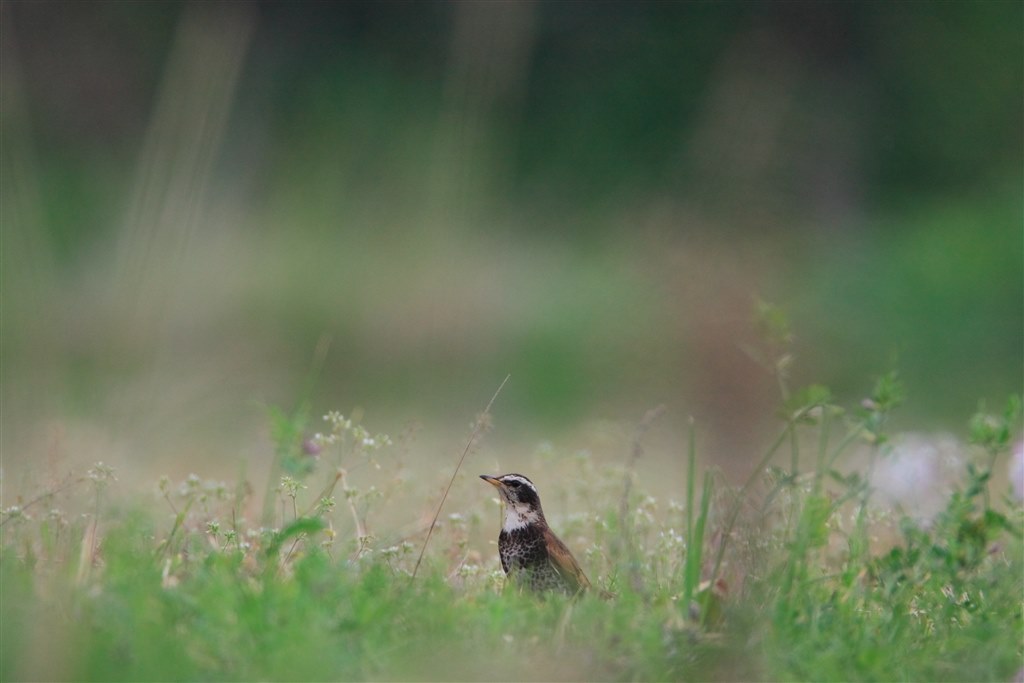 鳥さん用にロクヨン購入～白い巨砲に悪戦苦闘！』 CANON EF600mm F4L