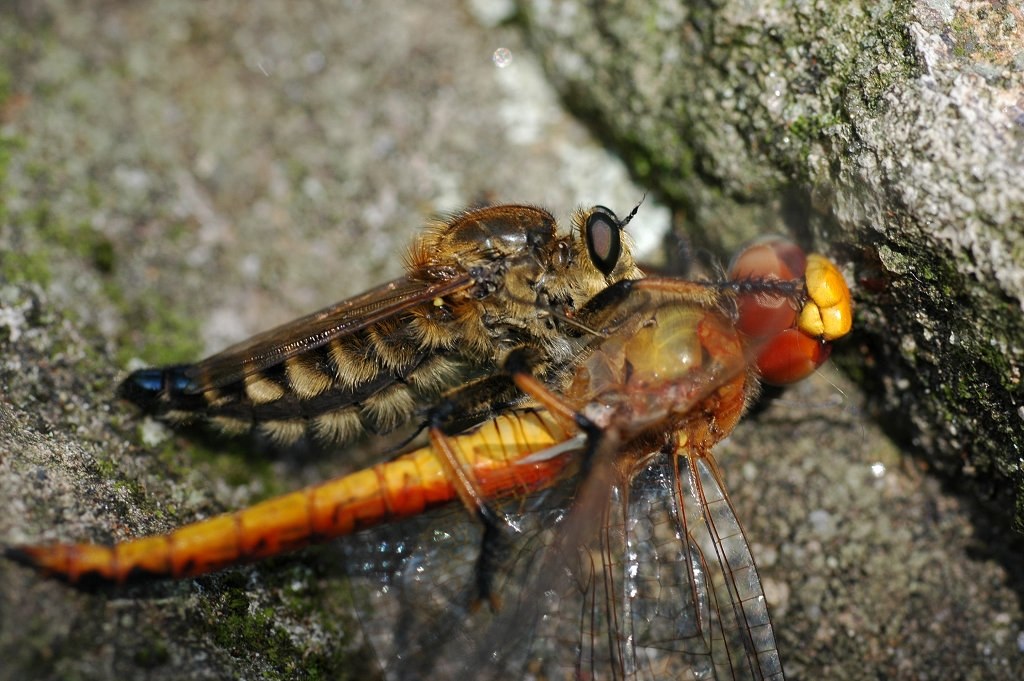 ブロンズ像 純作 ブロンズ像 少女像 置物 高さ約40cm 重さ約4.24㎏ VR8157H